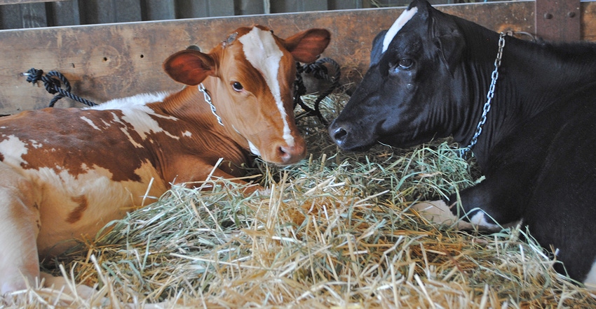 2 dairy cows lying in straw