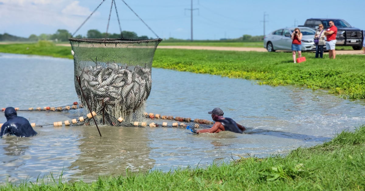Texas aquaculture holds steady amid heat, drought challenges