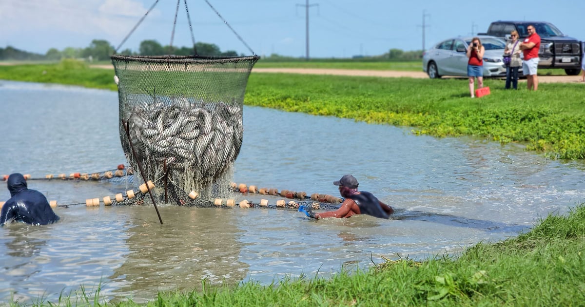 Texas aquaculture holds steady amid heat, drought challenges