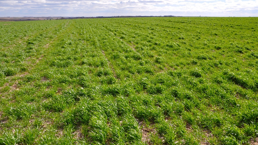 Field of cover crops