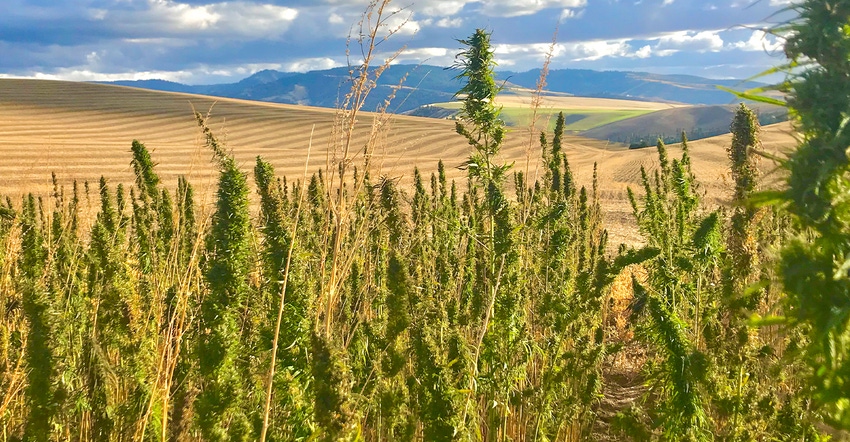 first dryland hemp grain trial flourishing near Walla Walla, Wash.