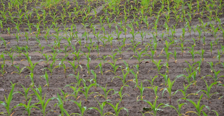 Young corn plants in field