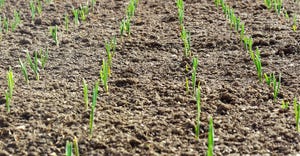 Young crops emerging in field