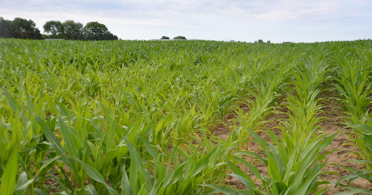 Pale Corn Troubleshoot pale-green corn
