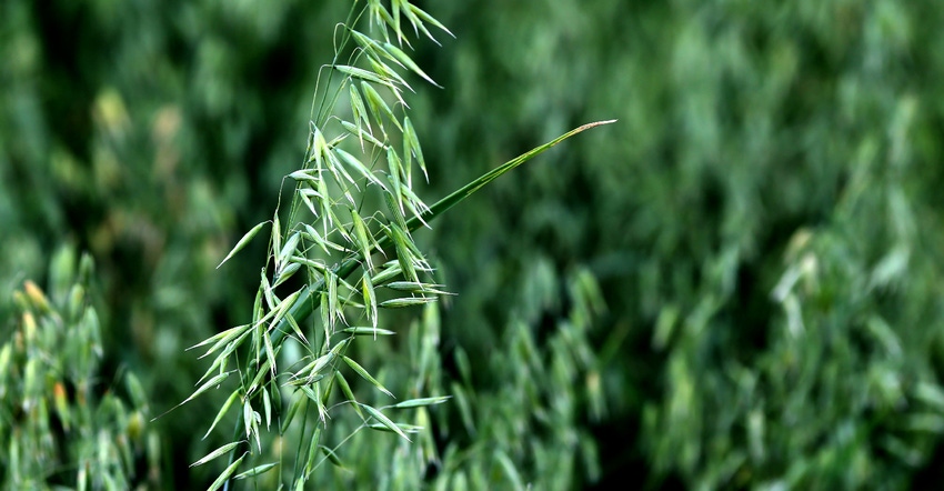 green oat stalk in summertime