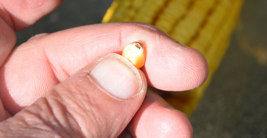 corn kernel that has reached black layer