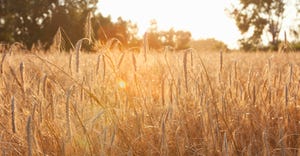 sun through wheat field
