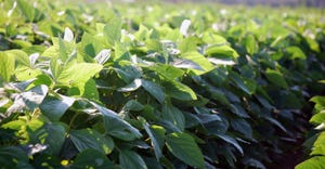 soybean-field-3-a.jpg