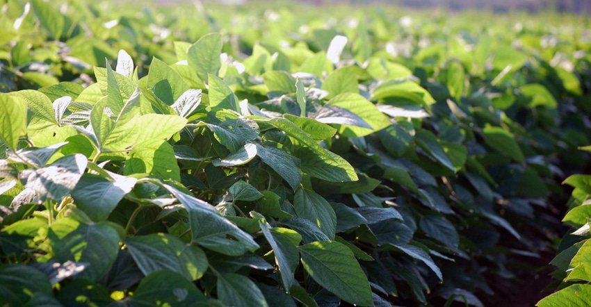 soybean-field-3-a.jpg soybean-field-3-a.jpg