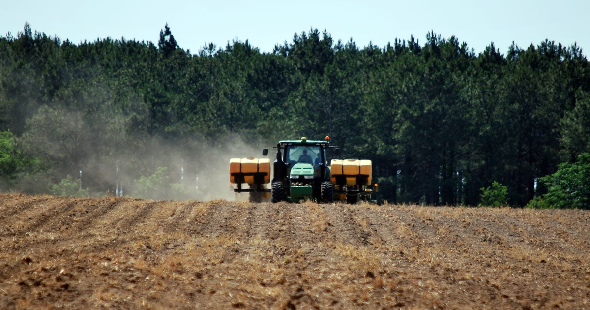 Are offtarget pine tree herbicides hurting peanuts? Farm Progress