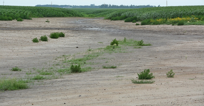 weeds growing in saline area of corn field