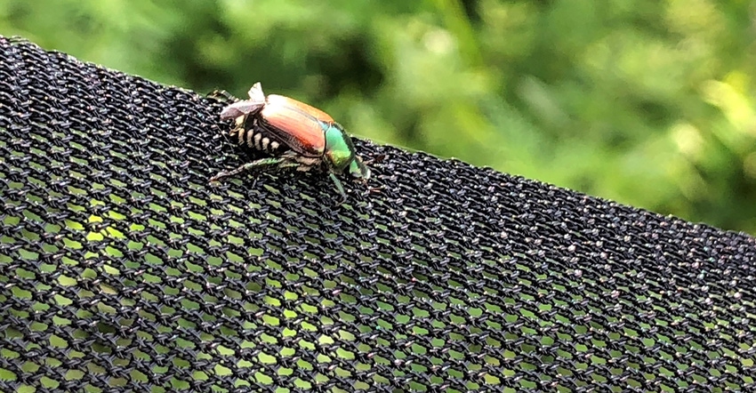 closeup of a Japanese beetle on pyrethroid pesticide net