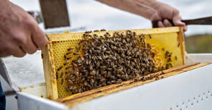 Bloomberg honeybees in hive.jpg