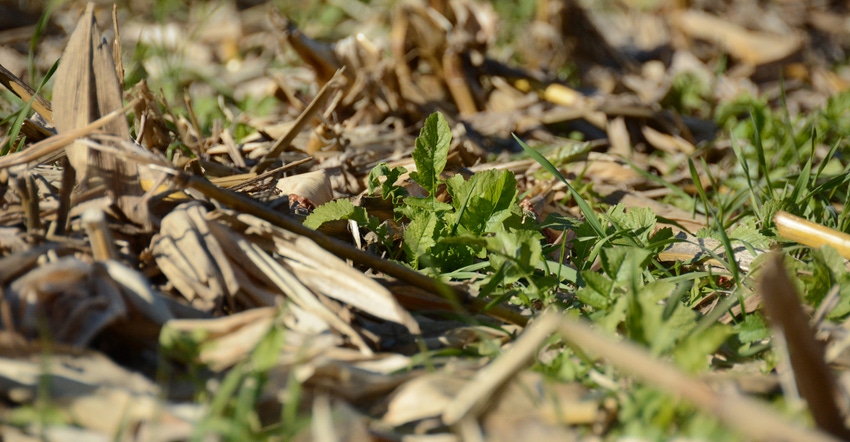 cover crop