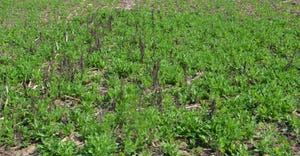 young thistles regrow in a patch 