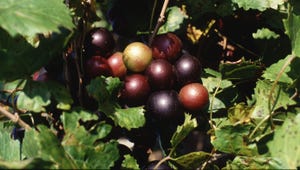 WFP-ARS-muscadine-grapes.jpg