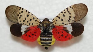  Close up of a spotted lanternfly