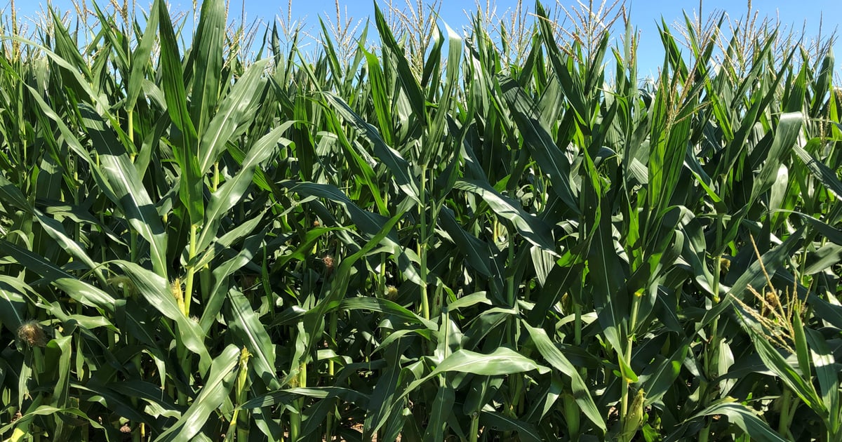 The best corn grows in … Kansas?