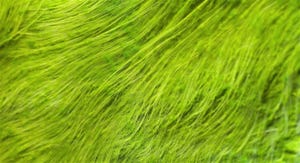 WFP-ARS-algae.jpg