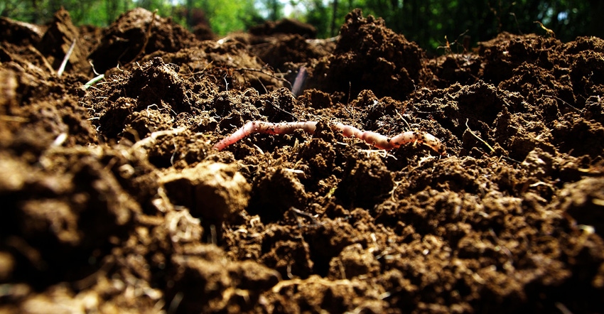 earthworm on soil surface