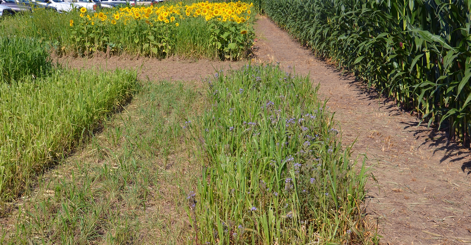 Take A Virtual Tour Of Cover Crop Species Farm Progress   Multiple Cover Crops Bechman0828T1 3544a Featuredgallery 2 