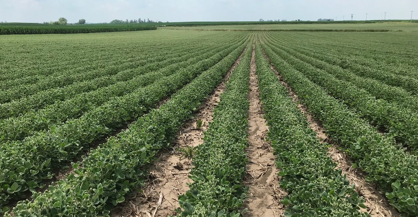  dicamba herbicide drift injury to non-tolerant soybean field