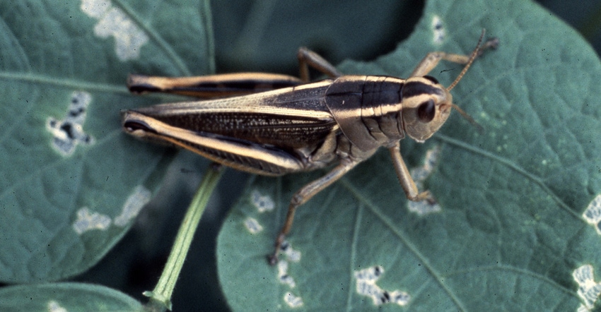 two-striped grasshopper 