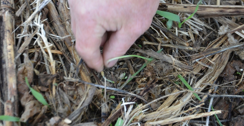 young cover crop stand includes both grass and legume species