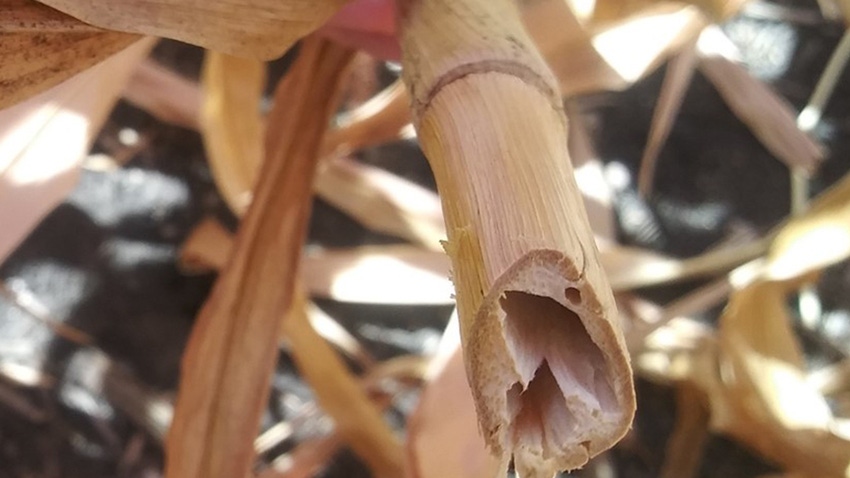 Close-up of cornstalk Close-up of cornstalk