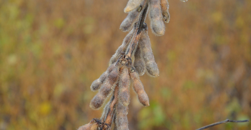 soybeans dried down in field