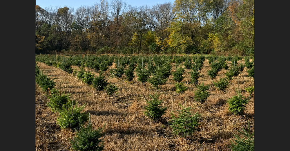 Helping One Person - 8x8 Frame – Fossil Creek Tree Farm