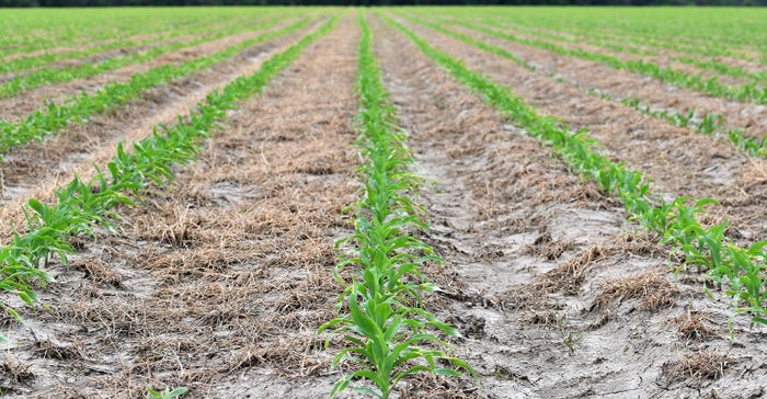 dfp-adismukes-corn-seedlings-and-cereal-rye-cet.jpg