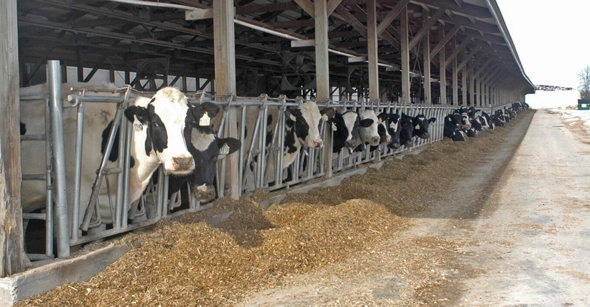 Holstein cows in stanchion