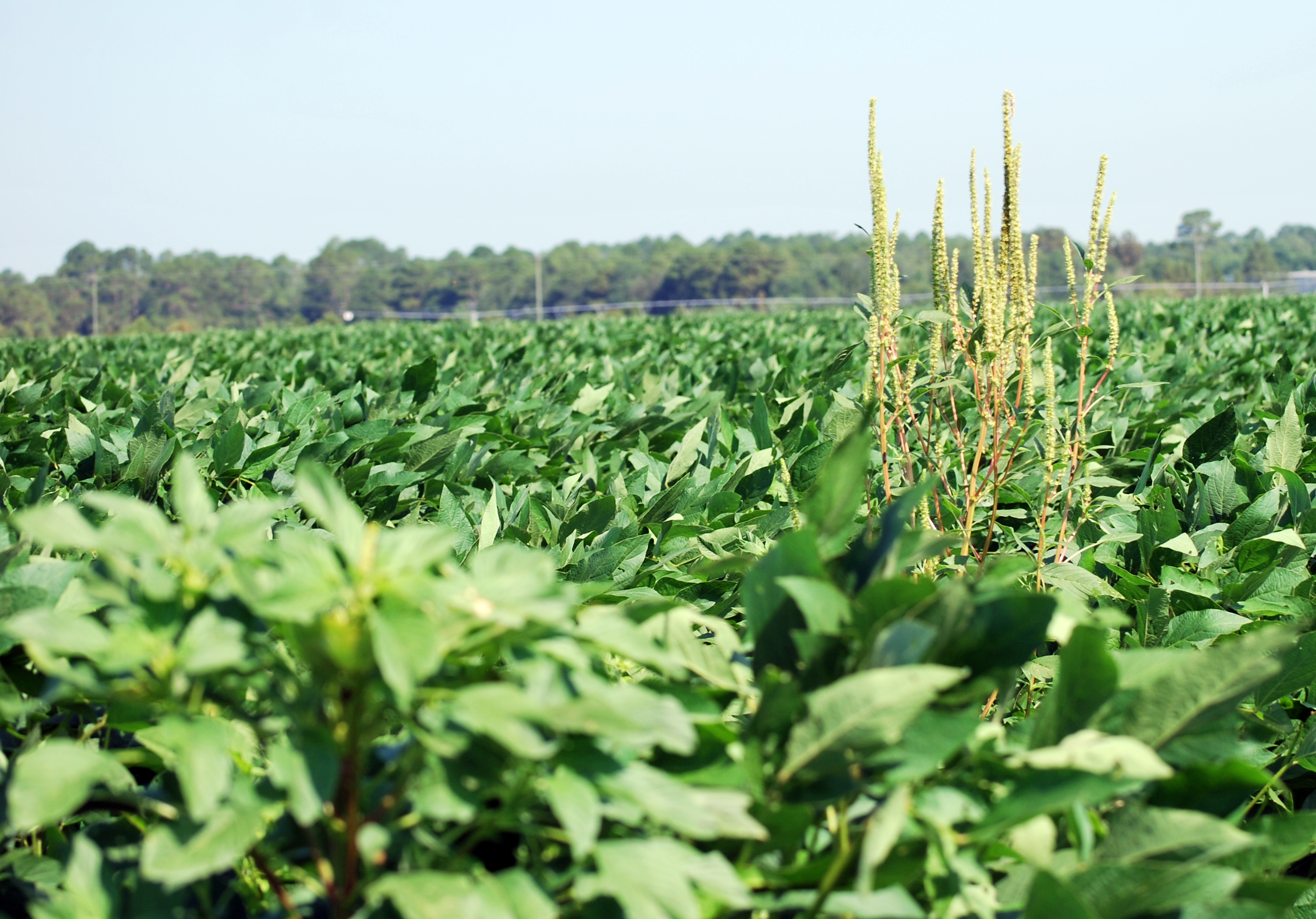 Some growers wanted to talk soybean weed control, most didn’t