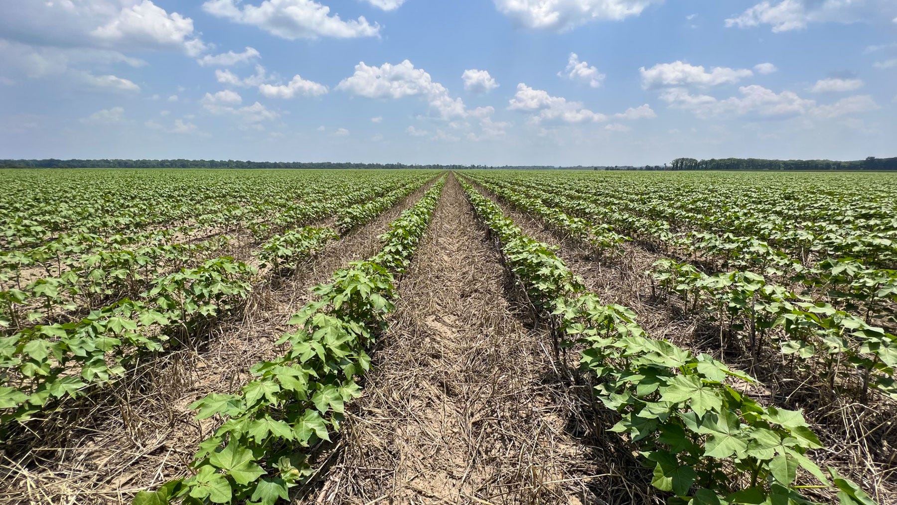 Field with rows of cotton grown in a conservation cover cropping system