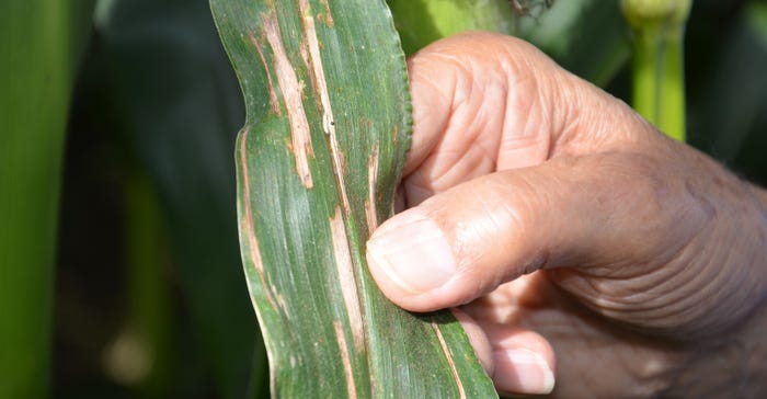hand holding corn leaf with gray leaf spot lesions