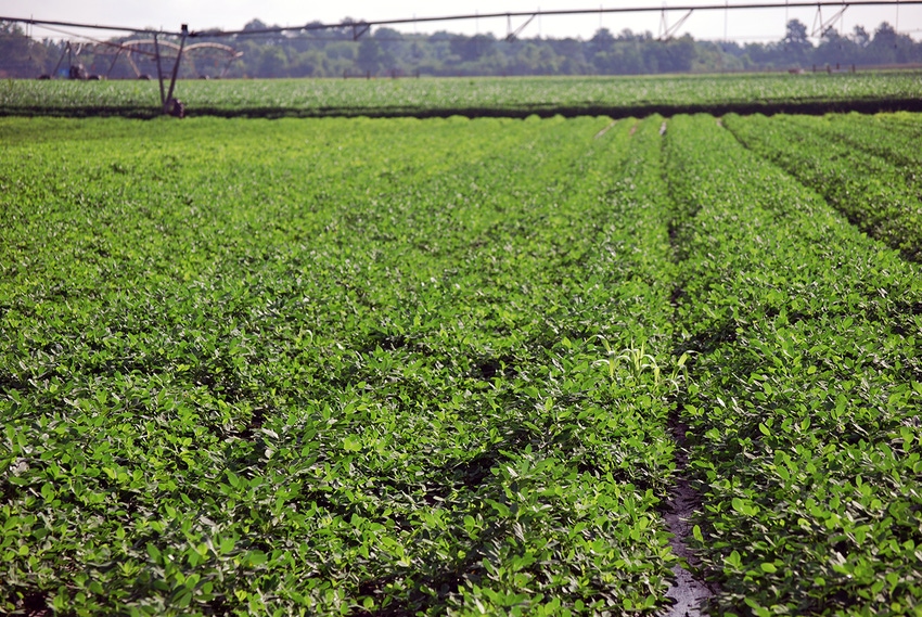 brad-haire-farm-press-peanut-GA-18-d.JPG brad-haire-farm-press-peanut-GA-18-d.JPG