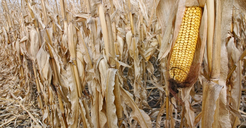 Harvesting Corn Based on Moisture Levels: What You Should Know