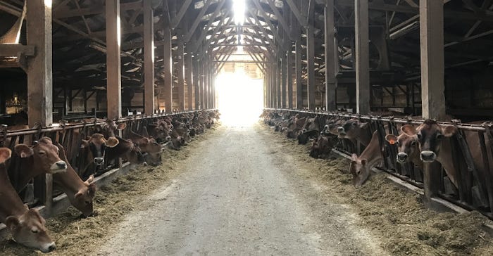 cows feeding in barn