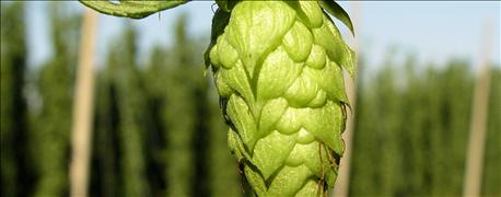 dont_miss_great_lakes_hop_barley_conference_1_635913922016696000.jpg