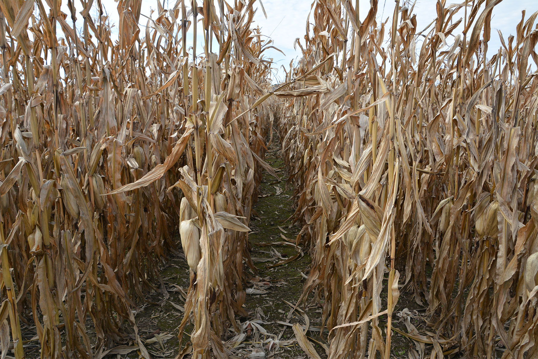 Why ear counts are important in corn