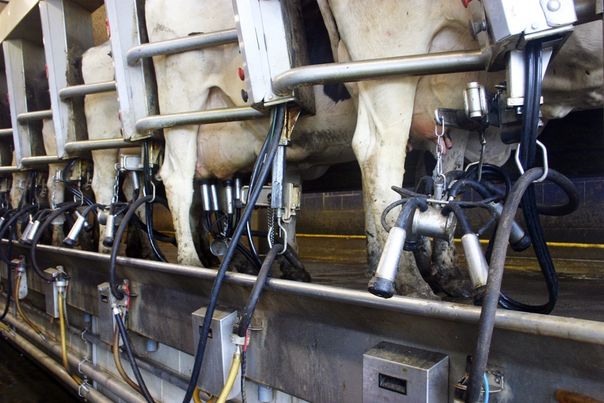 Row of cows in milking parlor