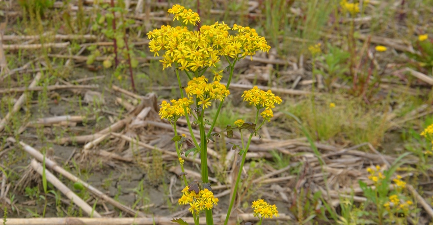 yellow flowered plant in field of corn residue