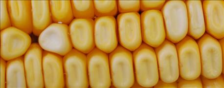 corn_genetics_must_forefront_yield_maximizing_efforts_1_635676726302867400.jpg