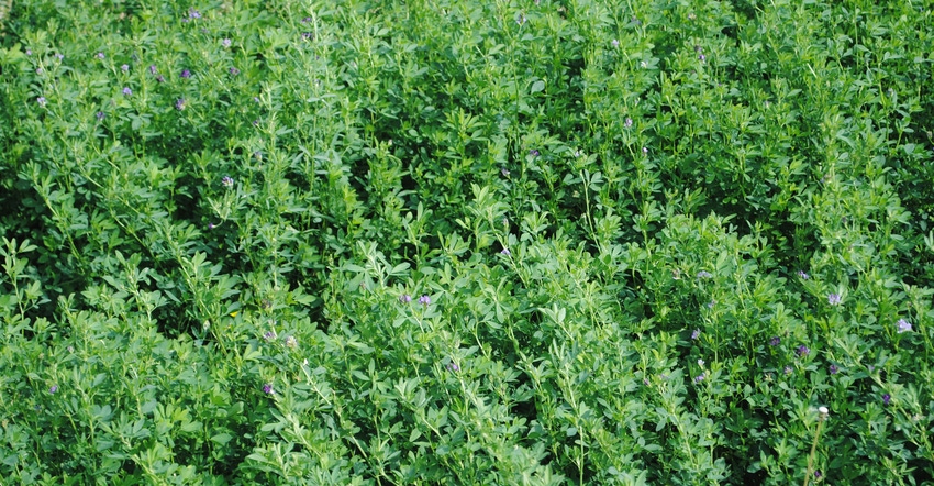 Alfalfa crop