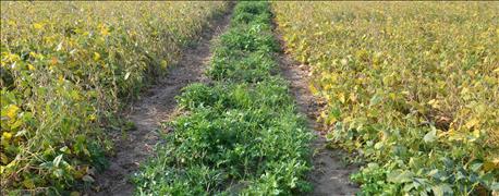 hit_canada_thistle_herbicides_fall_1_635784418317742480.JPG