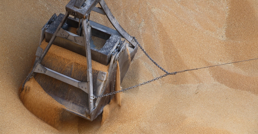 Wheat grain in cargo ship