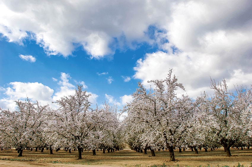 AlmondBloom-GomezDavid-iStock.gif