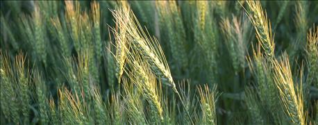 argentinas_new_policies_affect_wheat_prices_1_635876035493768719.jpg