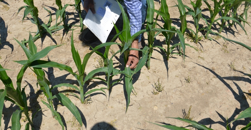 Dave Nanda examining five-leaf corn